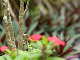 attraente rosso fiore per il raccogliere sfocatura bokeh foto