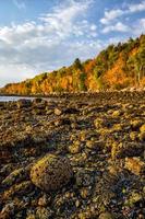 bellissimo autunno colori di acadia nazionale parco nel Maine foto