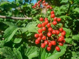 rosso gilaburu, mazzo di rosso gilaburu nel davanti di un' blury verde giardino sfondo, selettivo messa a fuoco. foto