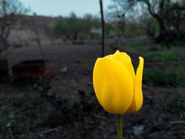 giallo tulipano, giallo tulipano nel il terra desolata. foto