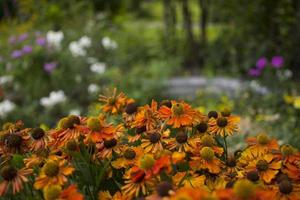 giallo margherita nel giardino a Domenica foto