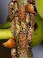 adulto etalionide treehopper foto