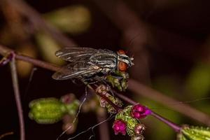 mosca di carne adulta foto