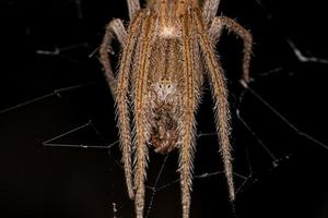 femmina adulta tipica orbweaver foto