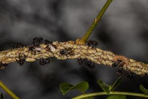 ape adulta senza pungiglione con insetti etalionidi treehopper foto