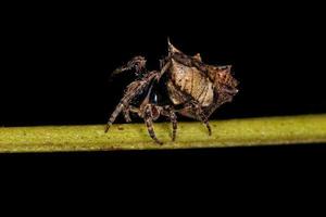 piccolo tipico orbweaver foto