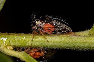 insetto di treehopper adulto foto