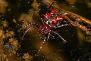 adulto femmina orbweaver foto