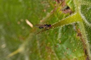 mosca acaliptrata adulta foto