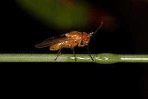 mosca lauxanide adulta foto