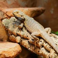 maschio barbuto Drago -bartagame-in suo terrario foto