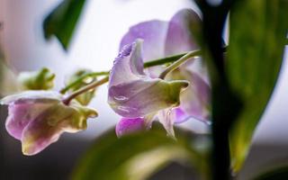 orchidea fiore con pioggia far cadere nel il giardino foto