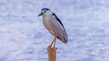 nycticorax nycticorax arroccato su un' albero ceppo nel il fiume foto