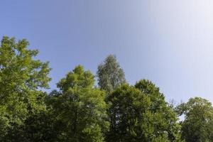 alto alberi nel il estate foto