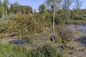 paludoso terreno con impianti nel estate foto