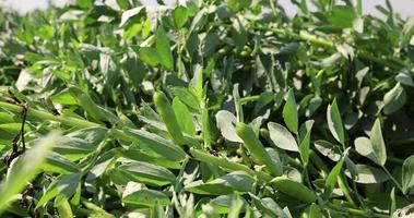 verde fagioli nel soleggiato ventoso tempo metereologico foto