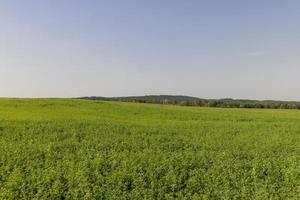 campo con erba per raccolta foraggio per mucche foto