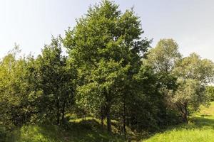 diverso alberi in crescita insieme nel il foresta foto