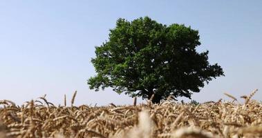 in crescita nel un' campo con Grano, un' singolo quercia foto