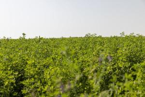 campo con erba per raccolta foraggio per mucche foto