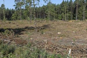 la deforestazione per legname raccolta , foresta foto