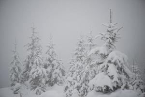 albero di pino sempreverde di natale coperto di neve fresca foto