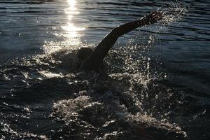 atleta di triathlon che nuota sul lago all'alba indossando la muta foto