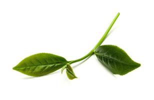 verde tè foglia isolato su bianca sfondo, fresco tè le foglie su un' bianca sfondo foto