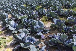 agricolo campo dove cavolo è cresciuto nel cavoli foto