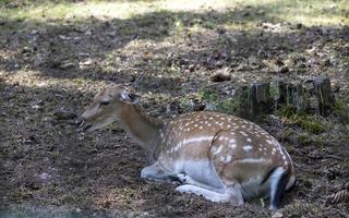 cervo riposo nel caldo tempo metereologico foto