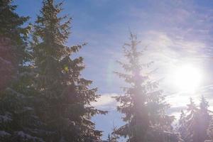 inverno paesaggio nel foresta a tramonto foto