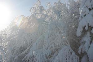 fresco neve su rami foto