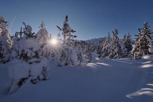 inverno Alba con fresco neve coperto foresta e montagne foto