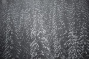 albero di pino sempreverde di natale coperto di neve fresca foto