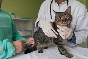 team veterinario per il trattamento di gatti malati, mantenimento del concetto di salute animale, ospedale per animali foto