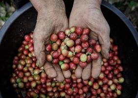 vicino su mano Tenere fresco caffè fagioli foto