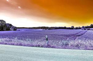 bellissimo viola infrarosso paesaggio nel alto risoluzione foto