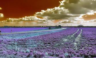 bellissimo viola infrarosso paesaggio nel alto risoluzione foto