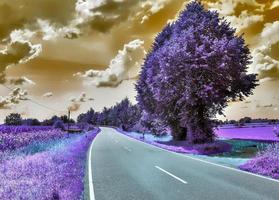 bellissimo viola infrarosso paesaggio nel alto risoluzione foto