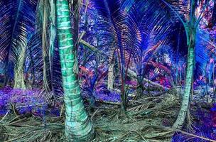 bellissimo fantasia infrarosso scatti di palma alberi su il Seychelles isole. foto