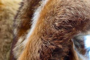 vista ravvicinata dettagliata su campioni di stoffa e tessuti in diversi colori trovati in un mercato di tessuti foto