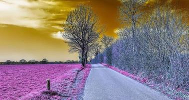 bellissimo viola infrarosso paesaggio nel alto risoluzione foto