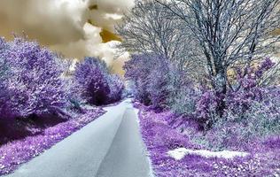 bellissimo viola infrarosso paesaggio nel alto risoluzione foto