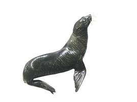foca isolato su bianca sfondo foto