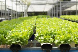 azienda agricola biologica idroponica di coltivazione vegetale foto
