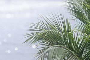 bellissimo natura verde palma foglia su tropicale spiaggia con bokeh sole leggero onda astratto sfondo. copia spazio di estate vacanza e attività commerciale viaggio concetto. Vintage ▾ tono filtro effetto colore stile foto