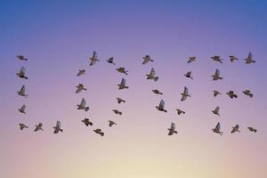 passero gregge volante nel cielo, amore concetto foto