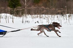 corsa invernale di cani da slitta foto
