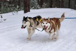 corse di cani da slitta. squadra di cani da slitta husky in imbracatura corsa e autista di cani da traino. gara del campionato di sport invernali. foto