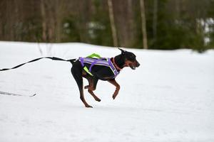 corsa sportiva per cani da skijoring foto